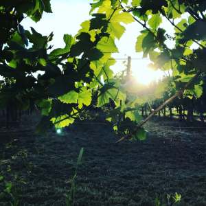 Domaine Jean Louis Chavy je malé sedmihektarové rodinné vinaøství, které sídlí pøímo v Puligny-Montrachet a produkuje bílá...