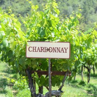 Tentokrát si v našem pomyslném atlase odrùd nalistujeme populární Chardonnay, které se pìstuje doslova po celém svìtì a užít si jej mùžeme v...