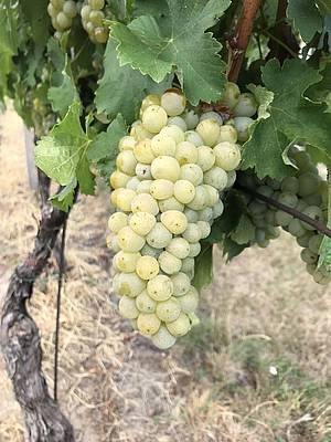 Odrdová sklatba vinic Sonberku není nijak široká. Zahrnuje Ryzlink rýnský, Sauvignon, Pálavu, Rulandu šedou, Chardonnay i Tramín. Modré odrdy zastupuje prakticky jen trochu Merlotu.