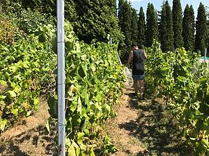 Po mìsíci od nároèného natažení sítí pøišla tedy pøed samotným vinobraním neménì nároèná práce spojená se sundáváním sítí.