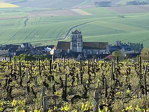 Vtší ást produkce vinaství pochází z velmi starých vinic. Nkterým je 90 i více let!