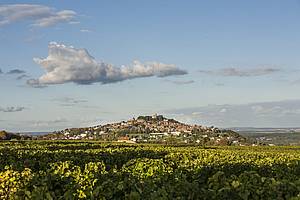 V následujících letech, po poradì se svým otcem Jacquesem, kupuje Pascal Jolivet od svých pøíbuzných šestihektarovou vinici s parádním rukopisem terroiru Sancerre. Dva roky poté, konkrétnì v roce 1995 kupuje první pozemky v Pouilly-Fumée.